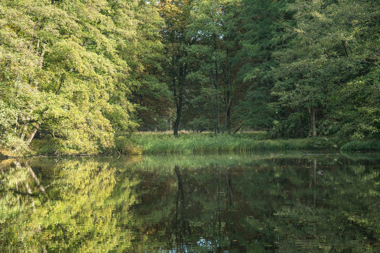 快速COD測(cè)試儀 快速COD測(cè)試儀