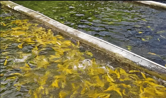 水產(chǎn)養(yǎng)殖 漁業(yè)水質(zhì)分析儀