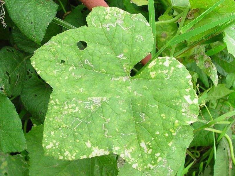 葉片病斑.jpg