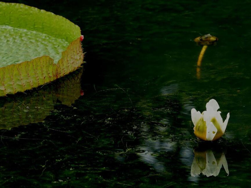 水產(chǎn)養(yǎng)殖亞硝酸鹽測(cè)定檢測(cè)儀