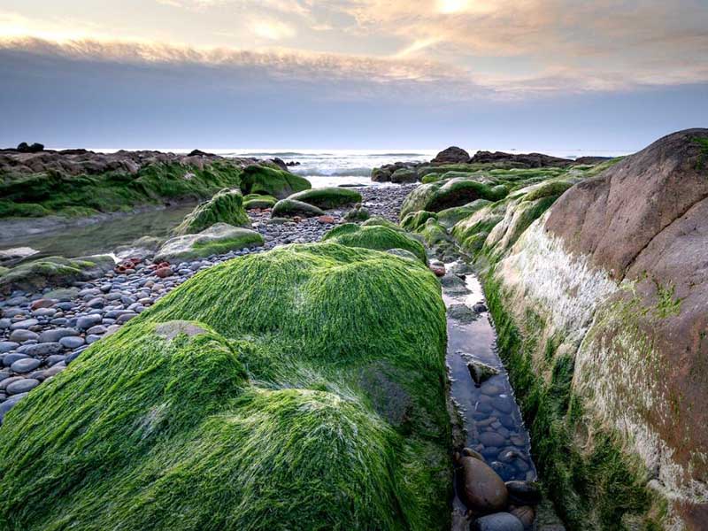 黑龍江七臺(tái)河在線COD測(cè)定分析儀