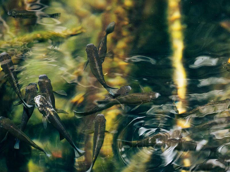 濱州水產(chǎn)養(yǎng)殖檢測儀