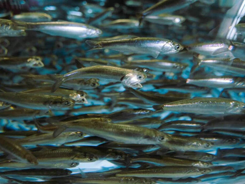 臨夏州養(yǎng)殖廠余氯水質(zhì)檢測(cè)儀