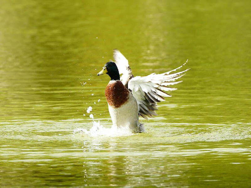 COD水質(zhì)檢測儀