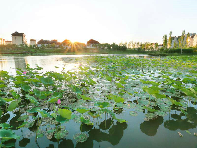 把實(shí)驗(yàn)室背進(jìn)背包 便攜式水質(zhì)COD氨氮檢測儀 水質(zhì)COD檢測儀